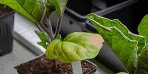 Zašto listovi sadnica patlidžana pobijele